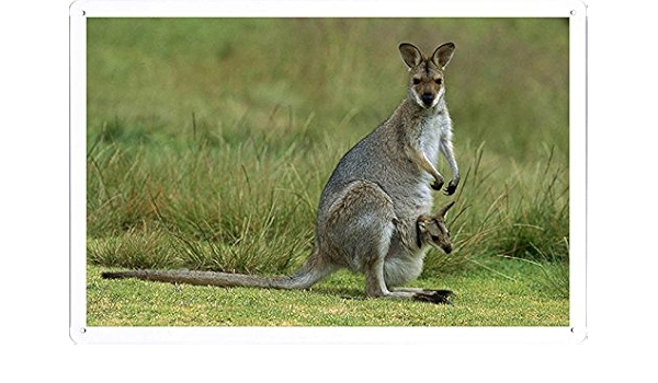 Amazon ベビーbunyaマウンテン国立公園オーストラリアの赤い首のワラビーカンガルー属rufogriseus母のティンサイン 金属看板 ポスター Tin Sign Metal Poster Of Red Necked Wallaby Macropus Rufogriseus Mother With Baby Bunya Mountains National Park Australia Amazon ベビーbunyaマウンテン国立公園オーストラリアの赤い首のワラビーカンガルー属rufogriseus母のティンサイン 金属看板 ポスター Tin Sign Metal Poster Of Red Necked Wallaby Macropus Rufogriseus Mother With Baby Bunya Mountains National Park Australia