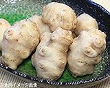 山菜苗:キクイモ[唐芋](菊芋) 10.5cmポット種芋仮植え苗【紫桜館山の花屋】