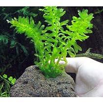 【ピコさん専用】アナカリス 水草 中型 大束 金魚藻(水草）アナカリス5本セット | 蒼い錦魚ダイレクト