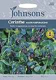 PM 英国ジョンソンシード Plantmans's Garden Cerinthe major purpurascens プランツマンズ・ガーデンズ・セリンセ・メジャー・パプラセンス
