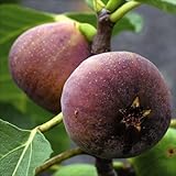 国華園　果樹苗　イチジク　早生日本種　1株【※発送が国華園からの場合のみ正規品です】