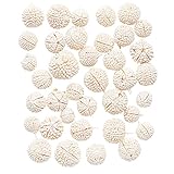 大地農園 ドライフラワー ムタンバナッツ (35g入り) DO022850-015