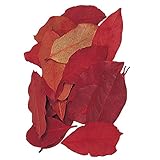 東京堂 クリスマス ドライフラワー カラーリーフ(30g入り) DT070109