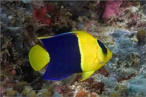 海水魚 観賞魚 キンチャクダイ ソメワケヤッコ サイズ 5cm 1匹 増子水景 飼育セット 通販 Amazon