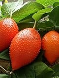 ナンバンカラスウリ Thai Gac Fruit Momordica cochinchinensis Cucurbitaceae 10 Seeds ThailandMrk