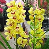 【現品お届け】 シンピジューム（シンビジウム） 鉢植え 黄色 3本立ち　お祝い・誕生日・お礼などの花ギフトに