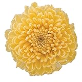 フロールエバー プリザーブドフラワー ポンポンマム イエロー 約花径2.5~3×H3.3~4.5㎝ 8輪入 FL000410-002