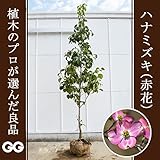 ハナミズキ（赤花）2.0～2.4m程度（根鉢含まず）
