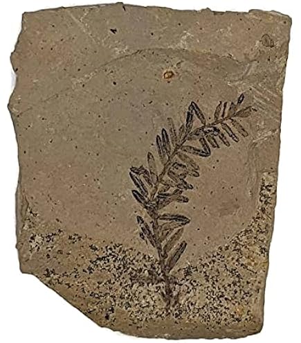 貴重骨董【三葉虫化石硯】化石約２億５１００万年最高級書道具希少珍品新品未使用です Amazon.co.jp: JIANEEXSQ 45000万年前 中国の運南産の本物の三