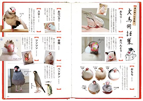 文鳥がかわいすぎる 育て方のコツや魅力を語る ハマリタガリ