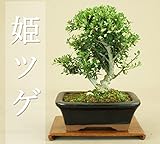 いよじ園 数量限定 姫ツゲ ミニ盆栽 （希少） 【父の日ギフト】