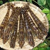 山口県秋穂産『活き車海老』５００ｇ（活車えび１４～１８匹前後）くるまえび・クルマエビ・車エビ・車えび