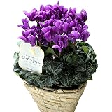 季節の花鉢　セレナーディア　アロマブルー　5号鉢　ギフトかご付き　シクラメン (12月30日までの期間限定)