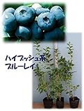 ブルーレイ[寒冷地向けハイブッシュ系ブルーベリー苗木]　直径13.5cmポット樹高約０．5ｍ 　３年生挿し木苗