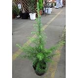 ヒマラヤスギ6号ポット 6本セット[ヒマラヤ杉 存在感のある大型の常緑針葉樹] ノーブランド品