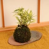 苔玉 縞笹(受け皿付)