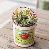 多肉植物 寄せ植え taniku オールドボトル缶 ( アップル 柄 ) Ｌサイズ