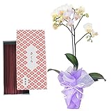 鳩居堂のお線香 さくら ミディ胡蝶蘭 1本立ち リトルスノウ 白色 陶器鉢 お供えラッピング セット