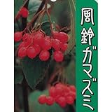 風鈴ガマズミ 4年生苗