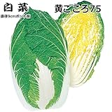 白菜 苗 黄ごころ75 5ポットセット ハクサイ