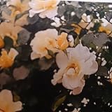 バラ苗 シティオブヨーク 国産新苗4号ポリ鉢 つるバラ（CL) 一季咲き 白系