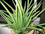 Sansevieria cylindrica - Cylindrical Snake Plant - African Spear - 3 seeds