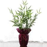 山久 七夕の願い事飾りに 「笹竹の鉢植え」 （サイズ75cm） CT触媒加工 0906-7858-ing 【造花】【シルクフラワー】