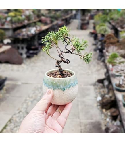 Amazon.co.jp: 糸魚川真柏 文人調 小品盆栽【泰寿園 Online】 : DIY