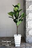 観葉植物 人工(34) 　フィカス・カシワバゴムノキ　H135　【造花】【消臭◎CT触媒加工】【フェイクグリーン】