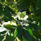 常緑ヤマボウシ：新月（しんげつ）3.5号ポット[花と葉がともに大きく存在感は抜群！] ノーブランド品