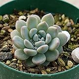 ラウ165 7.5cmポット エケベリア Echeveria Lau165 福岡県産 多肉植物 多肉 観葉植物 インテリアグリーン 寄せ植えに