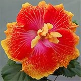 発売中！！！花の鉢植え用の200pcsのハイビスカスの種16kinds HIBISCUS ROSA-シネンシスフラワー種子ハイビスカスの木の種子