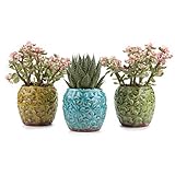 T4U 8.5CM 陶器ミ二植木鉢 田舎風 桜花模様の氷裂釉 多肉植物 サボテン鉢 フラワーポット プランター容器 多彩 3個入り