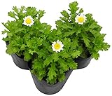 花市場直送便 花苗・ノースポール【12入】