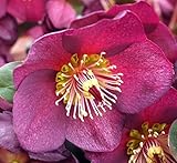 レッドクリスマスローズ　氷の微笑　氷の薔薇　赤いクリスマスローズ