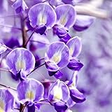 40個藤の花の種の4色、紫、黄色、白、ピンク藤種子、+謎のギフト、盆栽種子、