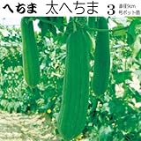 ヘチマ 苗 太へちま 9cmポット苗 (1)