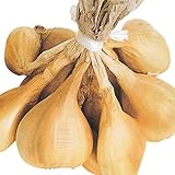 国華園　ワケギ種球　長崎紫大玉ワケギ　500g【※発送が国華園からの場合のみ正規品です】