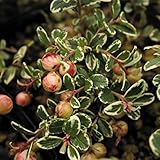 【山野草】斑入コケモモ