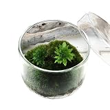 (観葉) 苔Terrarium オオカサゴケ 蓋付カップL 説明書付 テラリウムキット 本州・四国限定[生体]