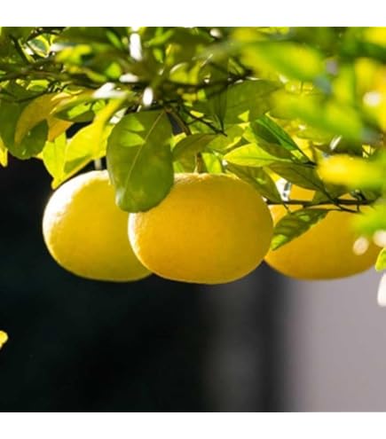 柑橘　果樹苗　ゴールデンオレンジ　黄金柑　苗木 楽天市場】◇送料無料◇ オレンジ 苗木 【黄金柑 （おうごんかん