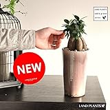 LAND PLANTS 【観葉植物】 ガジュマル モーブ色 アンティーク風ポット