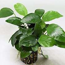 Amazon.co.jp: AtWell 水草 アヌビアスバルテリーナナ POT入り
