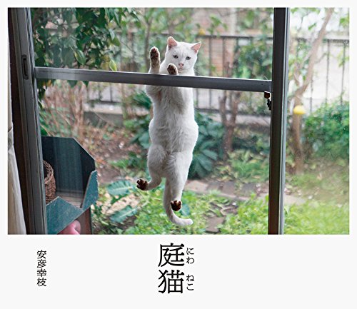 庭猫 庭猫
