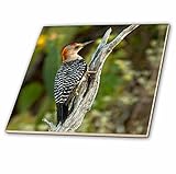 VWPics鳥 – Golden Fronted Woodpecker perched onデッドツリー – タイル 8-Inch-Ceramic ct_11293_3