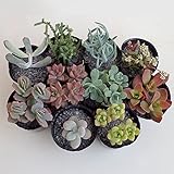 多肉植物ミックス2号ポット 10株セット ノーブランド品