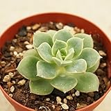 ミドリボタン みどり牡丹 7.5cmポット エケベリア Echeveria midoribotan 福岡県産 多肉植物 多肉 観葉植物 インテリアグリーン 寄せ植えに