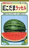 トーホク スイカ 紅こだま ラッセル
