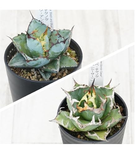 Amazon｜アガベ・チタノタ「ブラック＆ブルー」3.5号鉢｜観葉植物