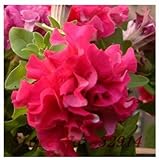 セール！500プレイメイトペチュニアの種、多年生ペチュニアの種、美しい花の種..